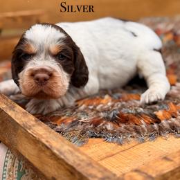 Silver - Liver white and tan female English Springer Spaniel puppy in Uvalda, Georgia from Willow Creek Farms