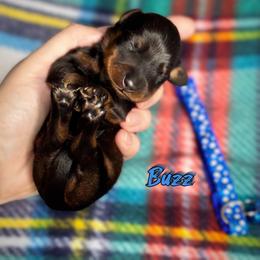 Dachshund Puppies from Royal Bloodline Canines