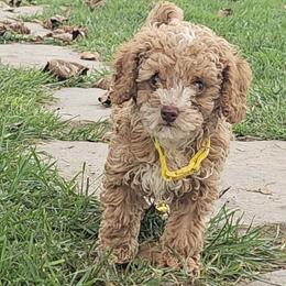 Nico - Apricot male Poodle puppy in Queens, New York from Pawfect Soul Puppies