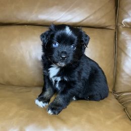 Clementine - Black tri female Miniature Australian Shepherd puppy in Brenham, Texas from Stone N Rose Kennels