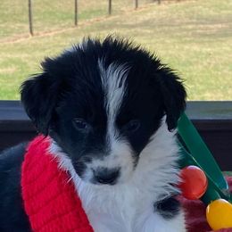 Aussiedoodles, Australian Shepherds, Miniature American Shepherds, and Poodles from Mammydoodles282