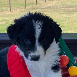 Aussiedoodles, Australian Shepherds, Miniature American Shepherds, and Poodles from Mammydoodles282