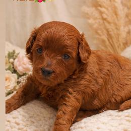 Kaia - Red female Cavapoo puppy in South Jordan, Utah from Wasatch Pup