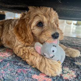 Australian Labradoodle Puppies from Australian Heritage Labradoodles