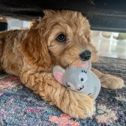 Australian Labradoodle Puppies from Australian Heritage Labradoodles