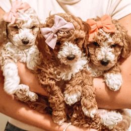 Bernedoodles and Goldendoodles from Perfect Paws