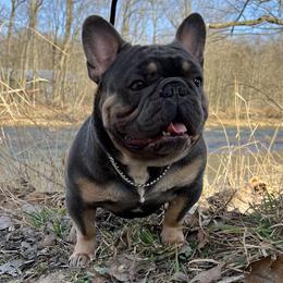 Lonnie - French Bulldog