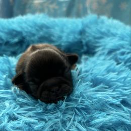 Mocha - Brindle male Shih Tzu puppy in Bluffton, South Carolina from Cuddly Coastal Cuties