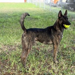 Belgian Malinois and xDutch Shepherd Puppies from OreVis Malinois