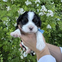 Cavalier King Charles Spaniel Puppies from Montpelier Cavaliers
