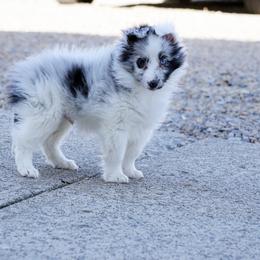 Pomsky, Shetland Sheepdog, and Toy Shetland Sheepdog Puppies from Mountain High Kennels