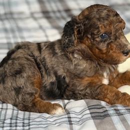 Cappuccino - Merle male Bernedoodle puppy in Toledo, Ohio from Avery Doodle Day LLC