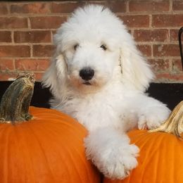 Poodle Puppies from Standard Hearts