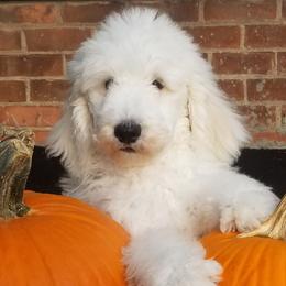 Poodle Puppies from Standard Hearts