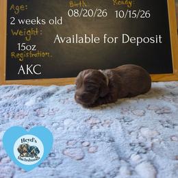 Poseidon - Chocolate and tan male Dachshund puppy in Hoquiam, Washington from Heyd's Mini Dachshunds