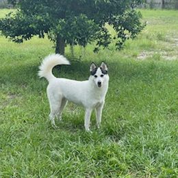 Patches - Siberian Husky