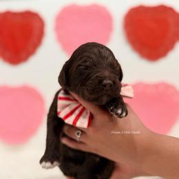 Julian - Chocolate male Goldendoodle puppy in Dallas County, Texas from Dream A Little Doodle