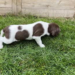 German Shorthaired Pointer Puppies from Chasing Kaya GSP Breeder