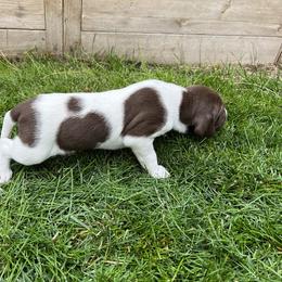 German Shorthaired Pointer Puppies from Chasing Kaya GSP Breeder
