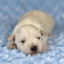 Teddy - White male Miniature Schnauzer puppy in Ely, Nevada from Great Basin Miniature Schnauzers