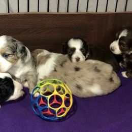 Aussiedoodle Puppies from Ohana Companions