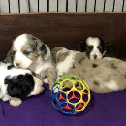 Aussiedoodle Puppies from Ohana Companions