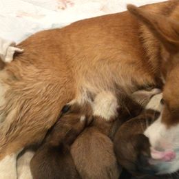 Pembroke Welsh Corgi Puppies from Redwood Corgis