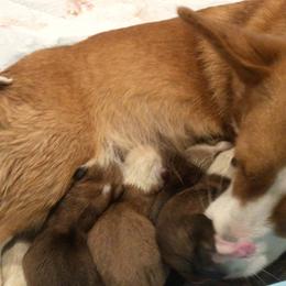 Pembroke Welsh Corgi Puppies from Redwood Corgis