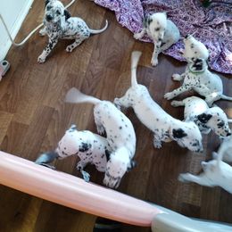 Dalmatian and Havanese Puppies from Anni's Spots