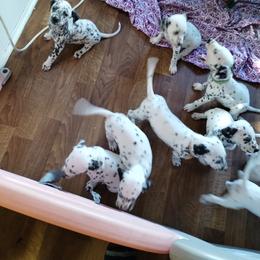 Dalmatian and Havanese Puppies from Anni's Spots