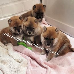 Shiba Inu Puppies from Shiba Paradise