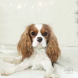 Cavalier King Charles Spaniels from Hawkes Homestead