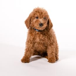 Michael - Red  male Goldendoodle puppy in Payson, Utah from Country Sky Doodles