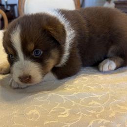 Girl 2 - female Australian Shepherd puppy in Esparto, California from Cutting Up Ranch  Australian Shepherds