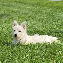 West Highland White Terrier All Grown Up from Ravens Nest Westies