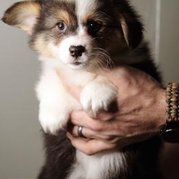 Sarah - Black and tan female Pembroke Welsh Corgi puppy in South Otselic, New York from Ridge Top Corgis