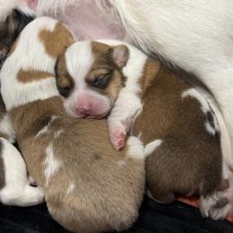Pembroke Welsh Corgi Puppies from Corgi Love Tales