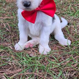 Johnny Cash - Grey and white male Bernedoodle puppy in Augusta, Georgia from Ivey's Poodles & Doodles