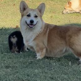 Pipper - Pembroke Welsh Corgi