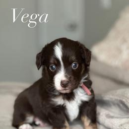 Vega - Red tri-color female Miniature American Shepherd puppy in Greenwood, Indiana from Barnaby’s Barn Dog’s