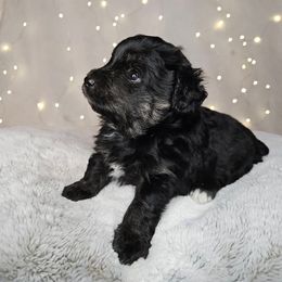 Steele - Black tri-color male Aussiedoodle puppy in Doerun, Georgia from Twig & Tail Puppies