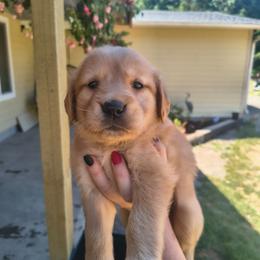 Peach- Light pink collar (3rd pick female) - Dark golden female Golden Retriever puppy in Tenino, Washington from Oak River Goldens'