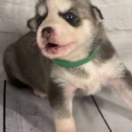 Boy 1 - Black Siberian Husky puppy in Michigan from DkG kennel LLC.
