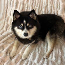 Luna - Pomsky