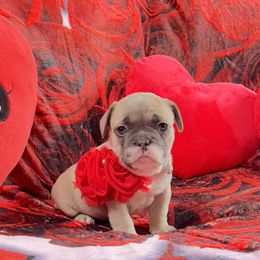 French Bulldog Puppies from Furchildbreeds