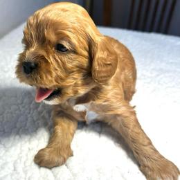 Pink Girl - Red female Cavapoo puppy in Wasilla, Alaska from The West Family