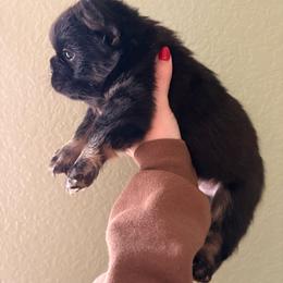 Ozzy - Black and tan male Dachshund puppy in Missoula, Montana from The Dainty Dachshund