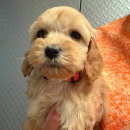 Rose G4 orange - Red female Cockapoo puppy in Haines City, Florida from Camic Cockapoos