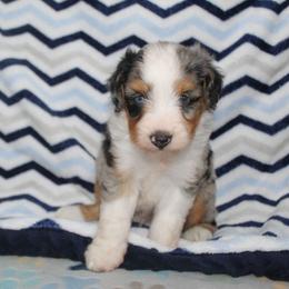 Cleo - Blue merle male Aussiedoodle puppy in Arthur, Illinois from Perfect Pugs