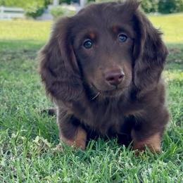 Meat Ball - Chocolate and tan male Dachshund puppy in Lexington, Oklahoma from Strom Ranch